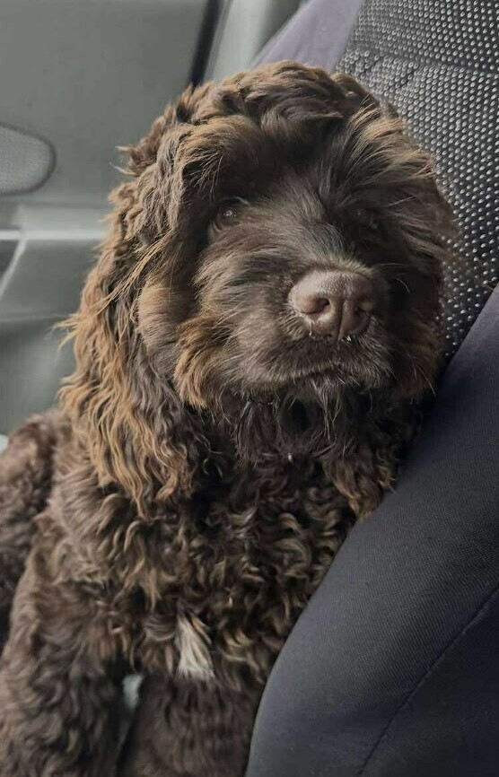Oscar