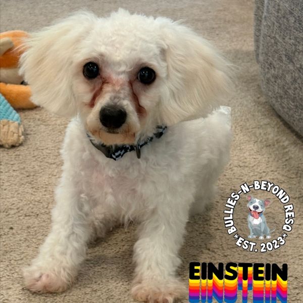 Einstein