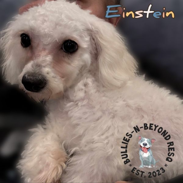 Einstein thumbnail 2