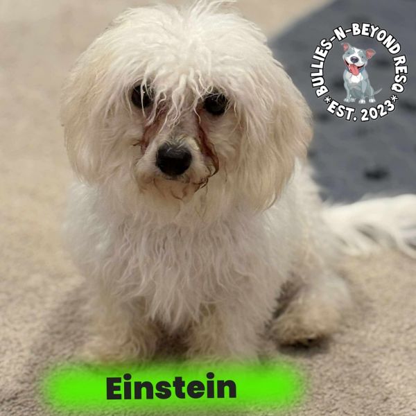 Einstein thumbnail 4