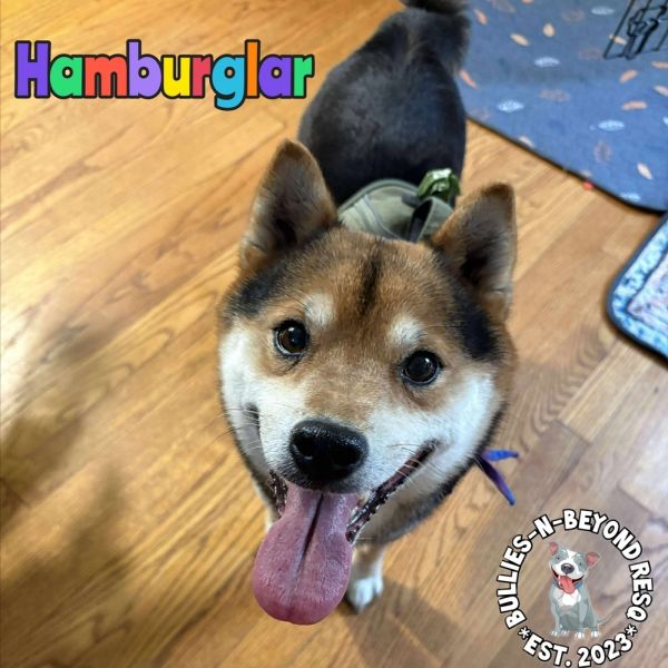 Hamburglar thumbnail 3