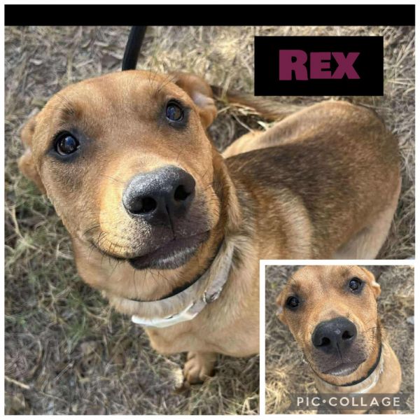 Rex