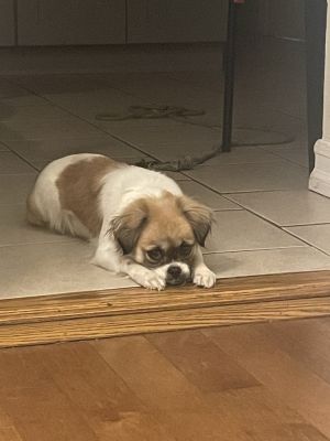 Bella