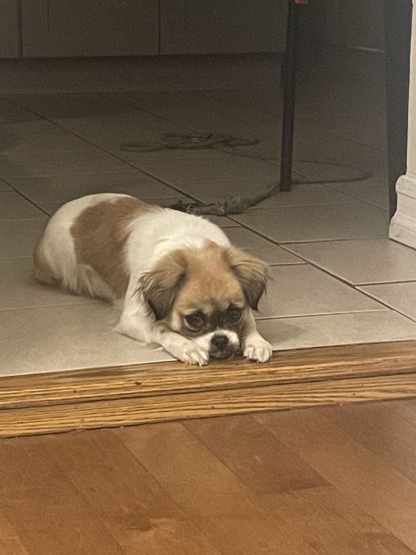Bella