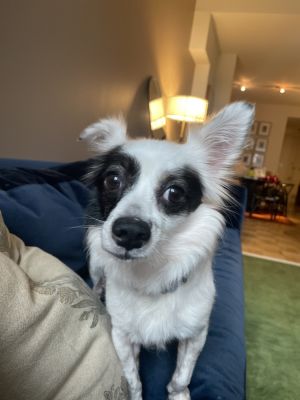 Mochi