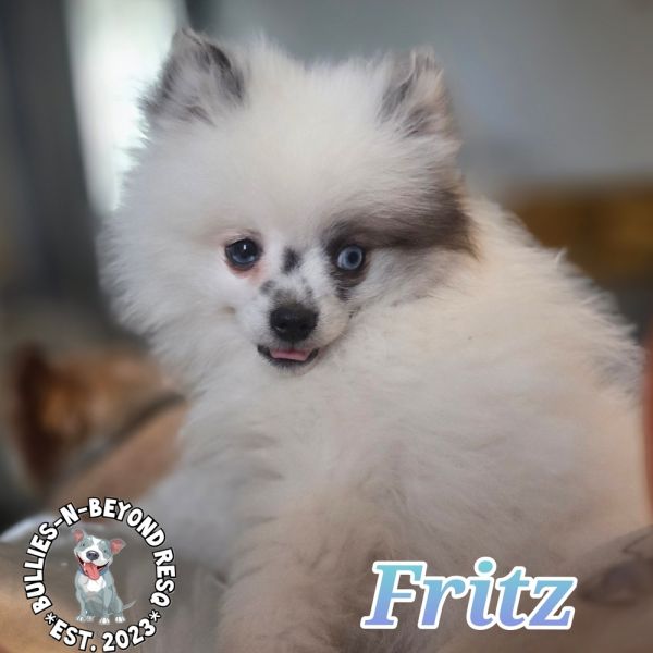 Fritz
