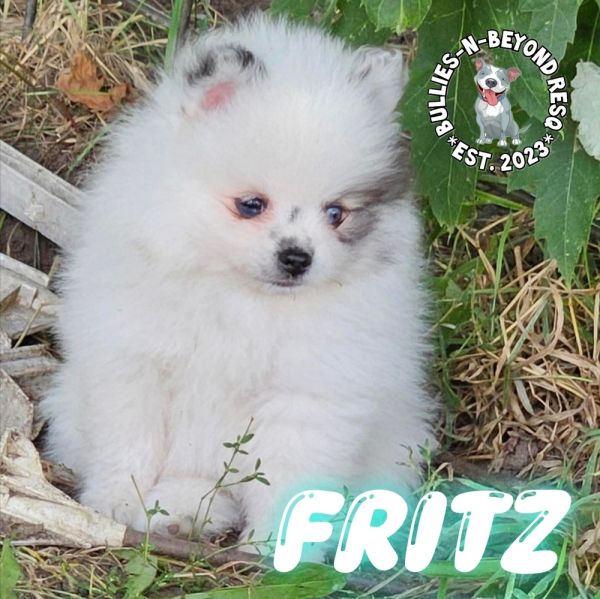 Fritz thumbnail 2