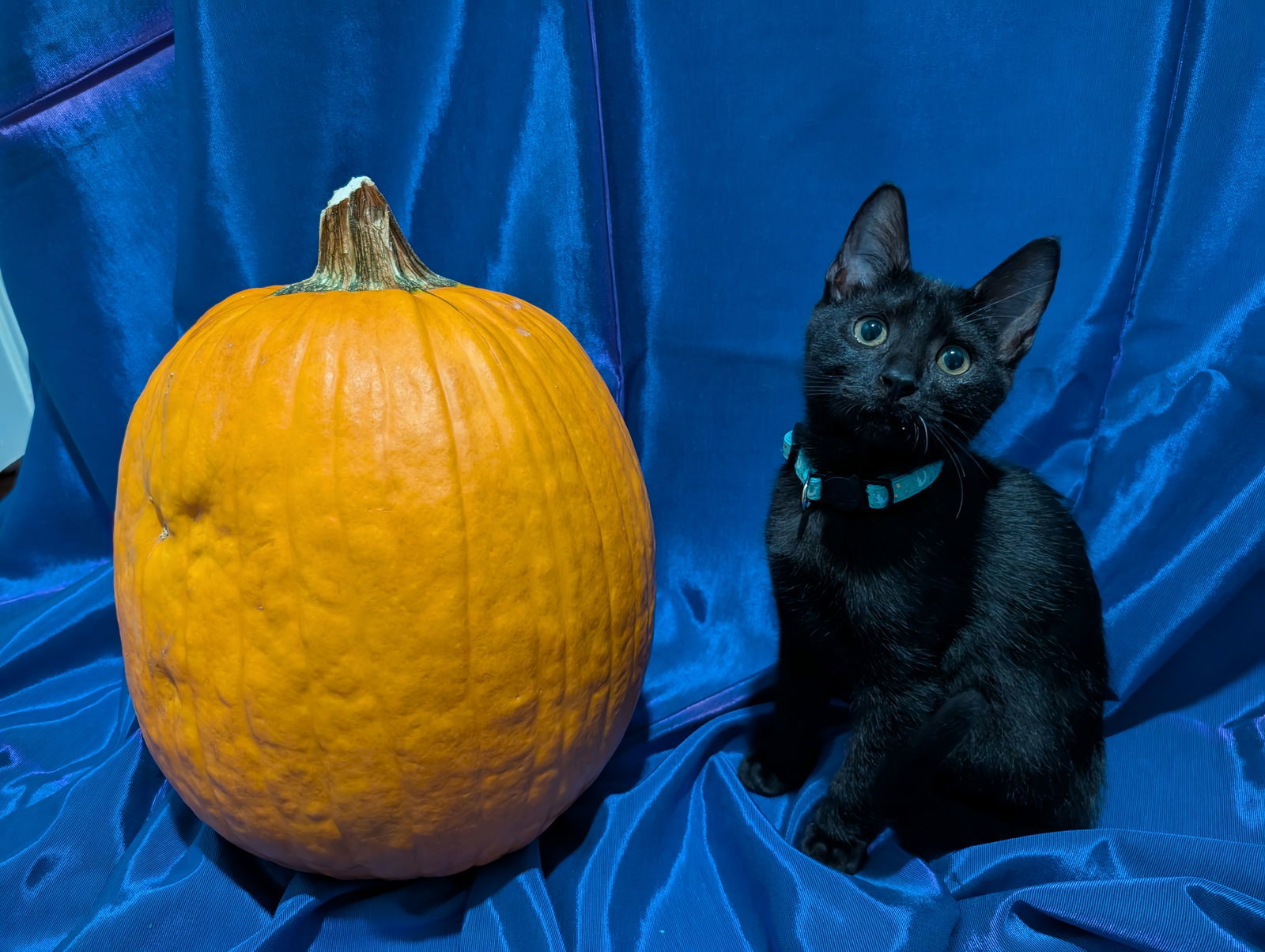 Louis de Pointe du Lac