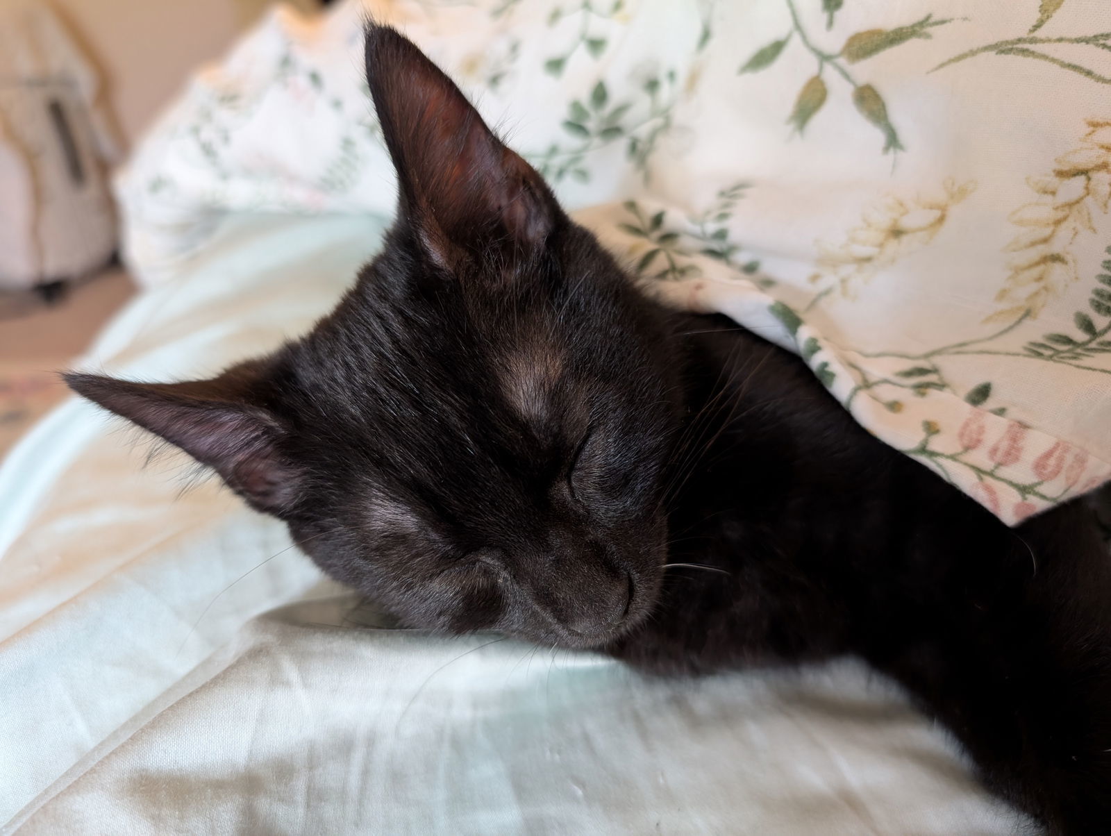 Louis de Pointe du Lac