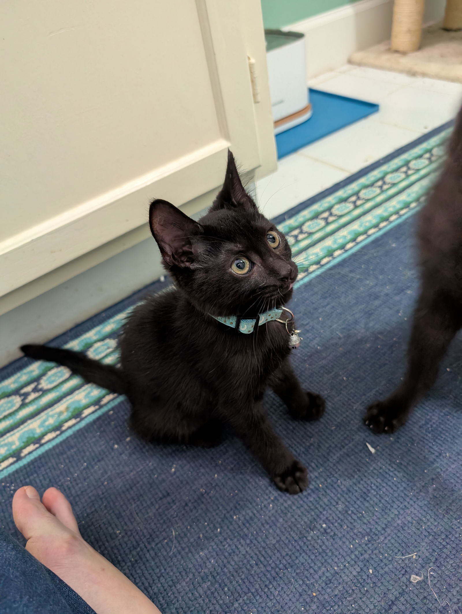 Louis de Pointe du Lac