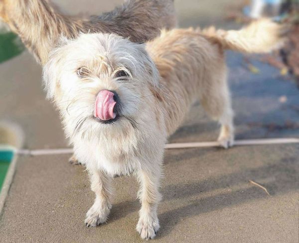 Goblin Arriving thumbnail 2