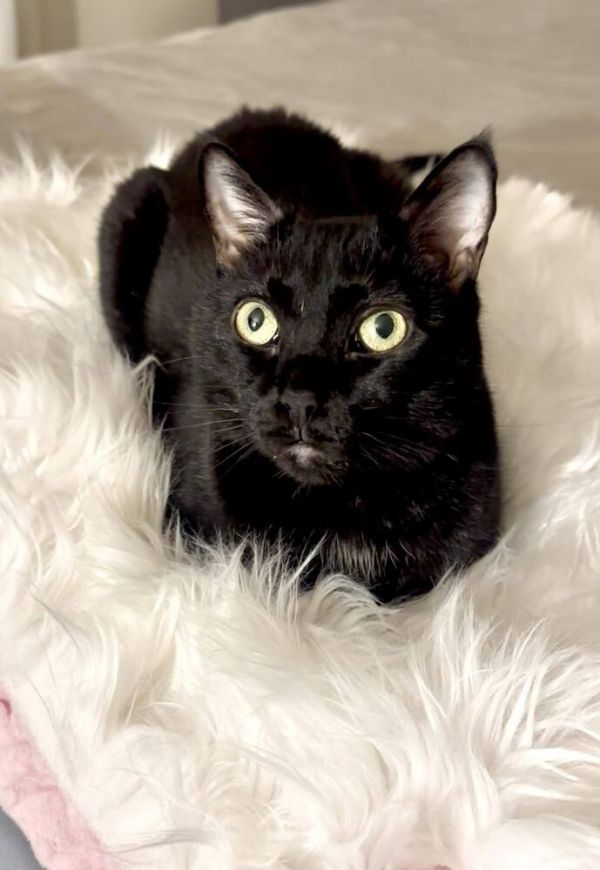 Coco Chanel thumbnail 3