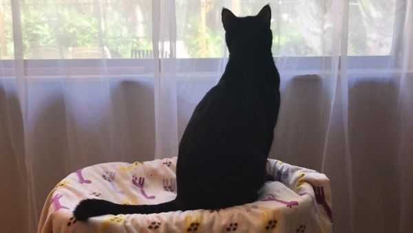 Coco Chanel thumbnail 5