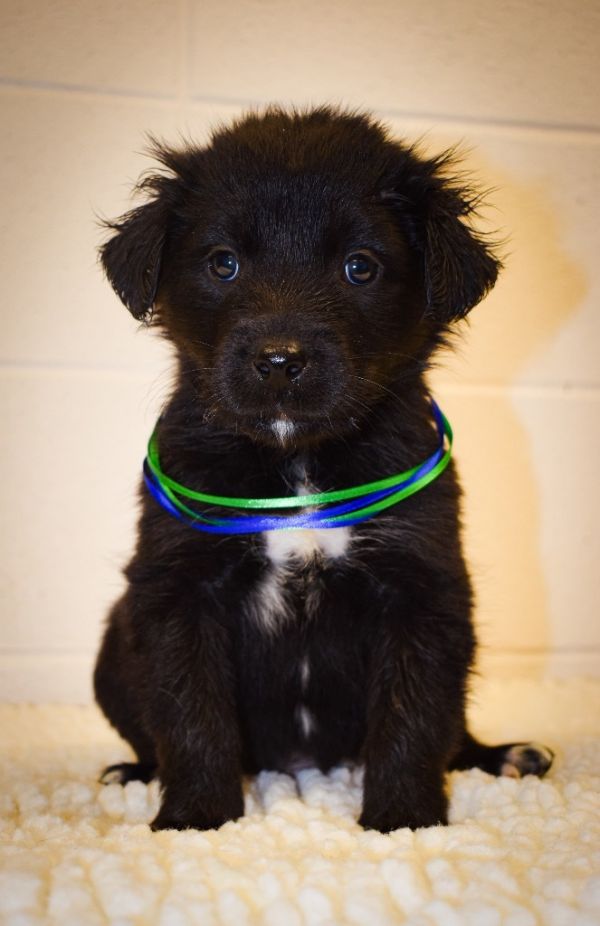 Samson Aka Zammy thumbnail 3