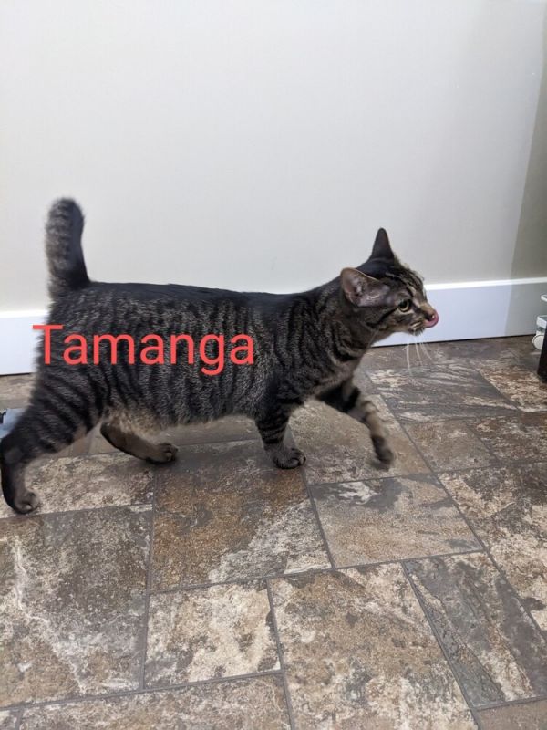 Tamanga thumbnail 5