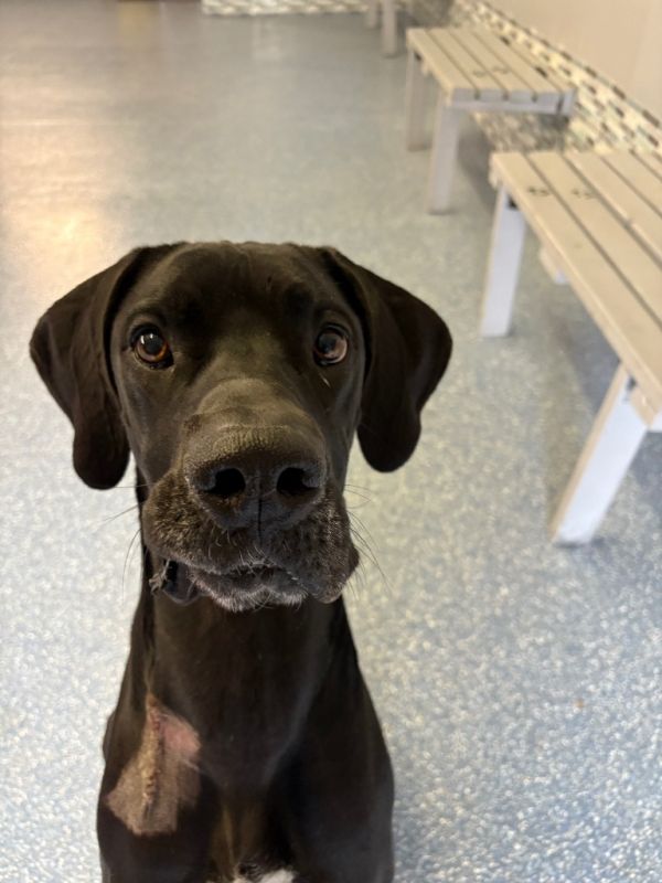 Coraline thumbnail 2