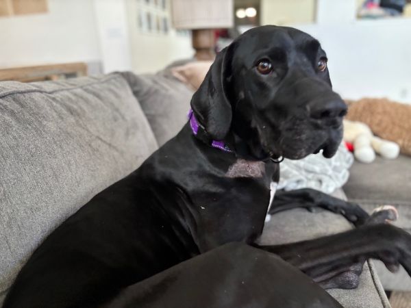 Coraline thumbnail 3