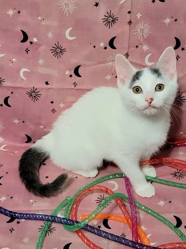 Miss Bianca thumbnail 2