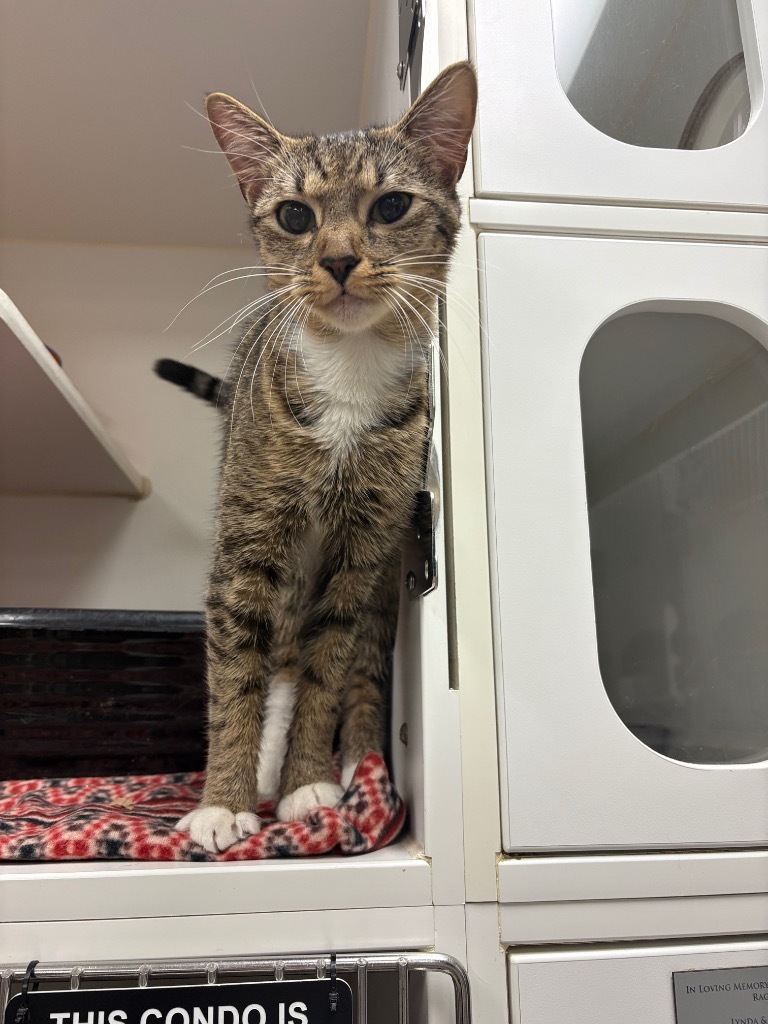 Sushi (coxes springs rd)