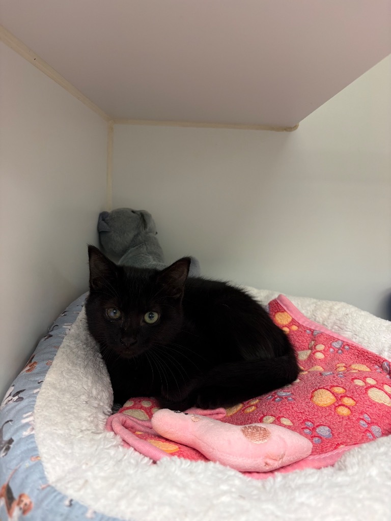Black Kitten/Velma (Shelter)