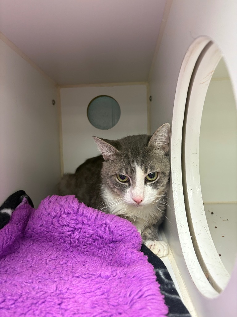 Dennis (coxes springs rd)