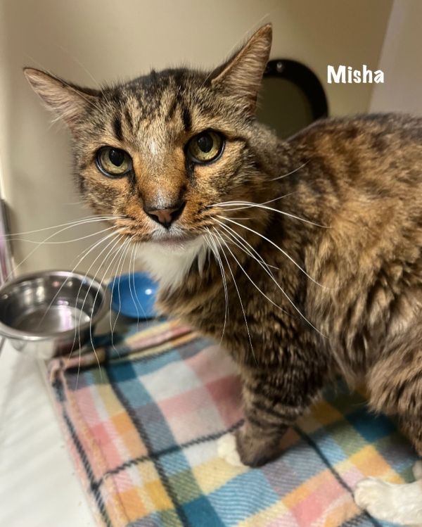 Misha