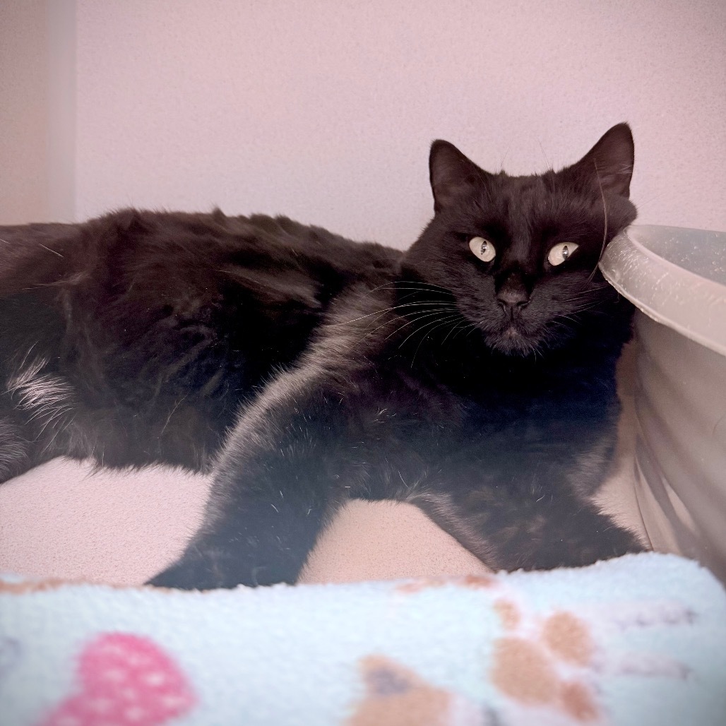 Coraline, an adoptable Domestic Long Hair in Great Falls, MT, 59404 | Photo Image 1