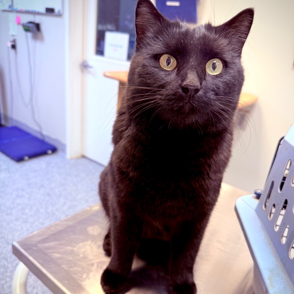 Coraline, an adoptable Domestic Long Hair in Great Falls, MT, 59404 | Photo Image 2