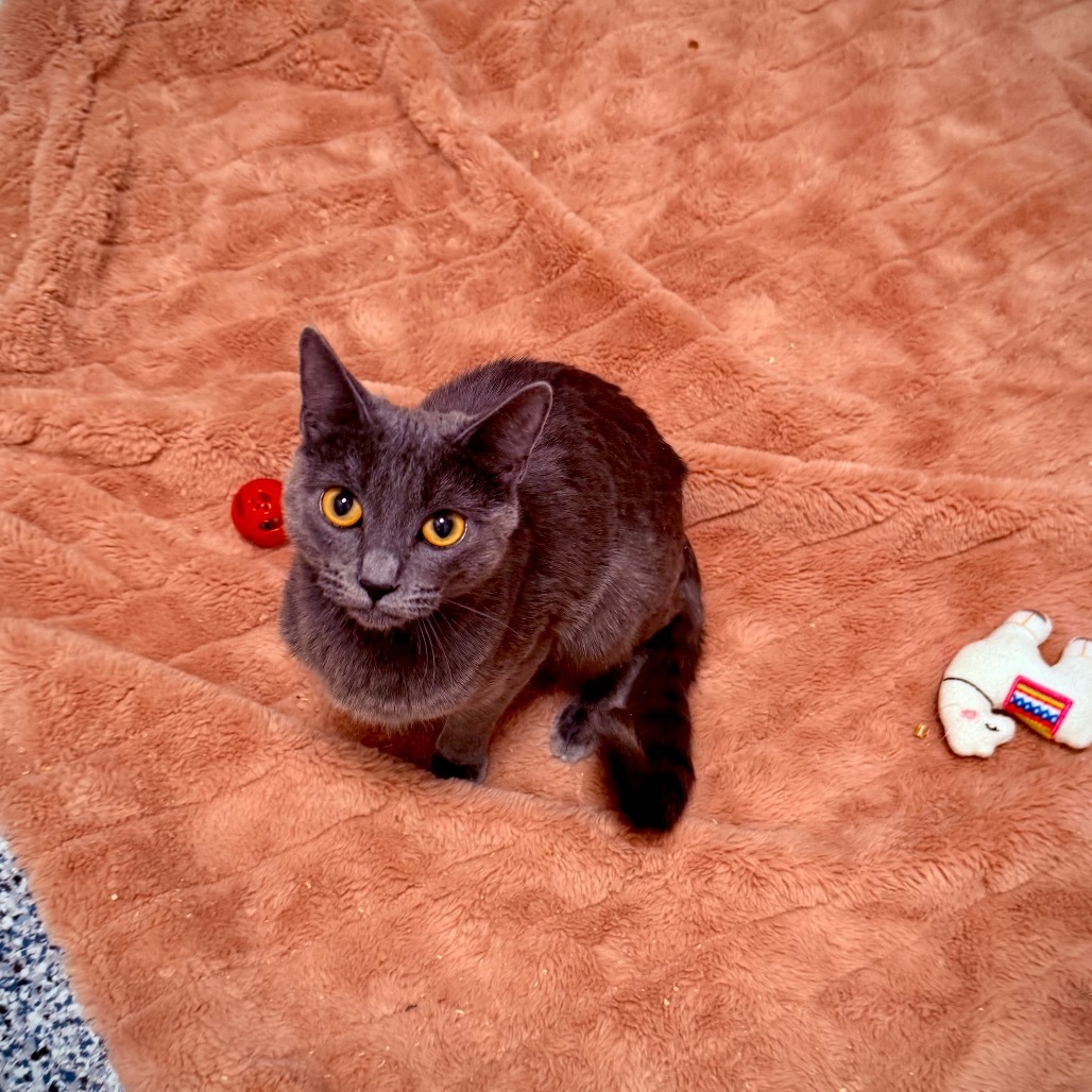 Selene, an adoptable Korat, Domestic Short Hair in Great Falls, MT, 59404 | Photo Image 1