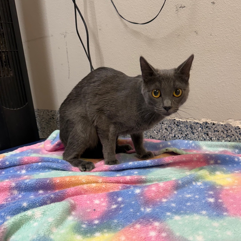 Selene, an adoptable Korat, Domestic Short Hair in Great Falls, MT, 59404 | Photo Image 2