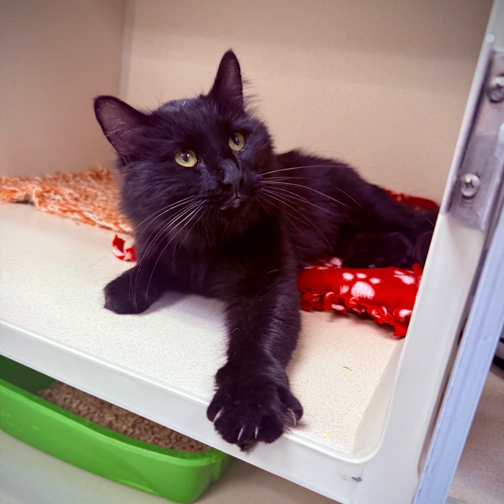 Mr. Whiskers, an adoptable Domestic Long Hair in Great Falls, MT, 59404 | Photo Image 1