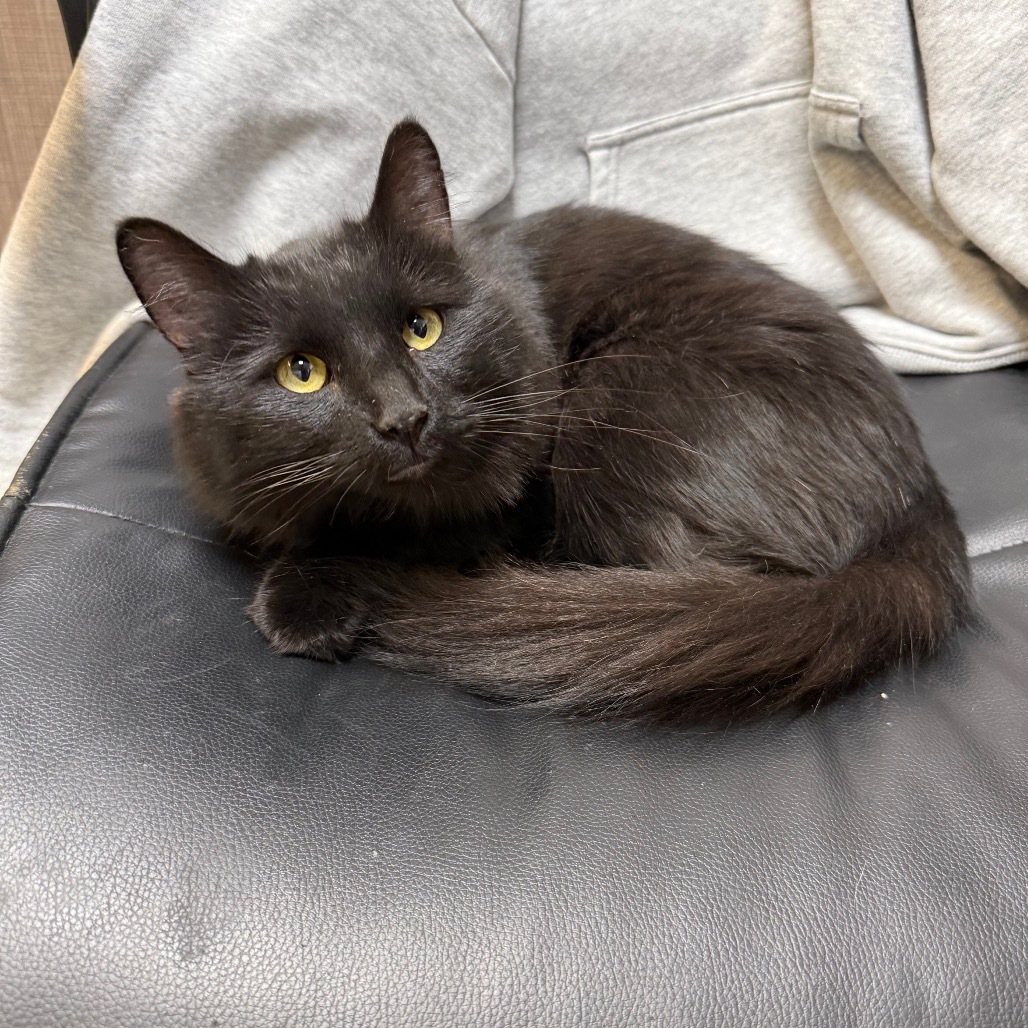 Mr. Whiskers, an adoptable Domestic Long Hair in Great Falls, MT, 59404 | Photo Image 2