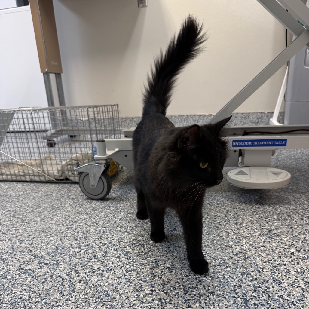 Mr. Whiskers, an adoptable Domestic Long Hair in Great Falls, MT, 59404 | Photo Image 3