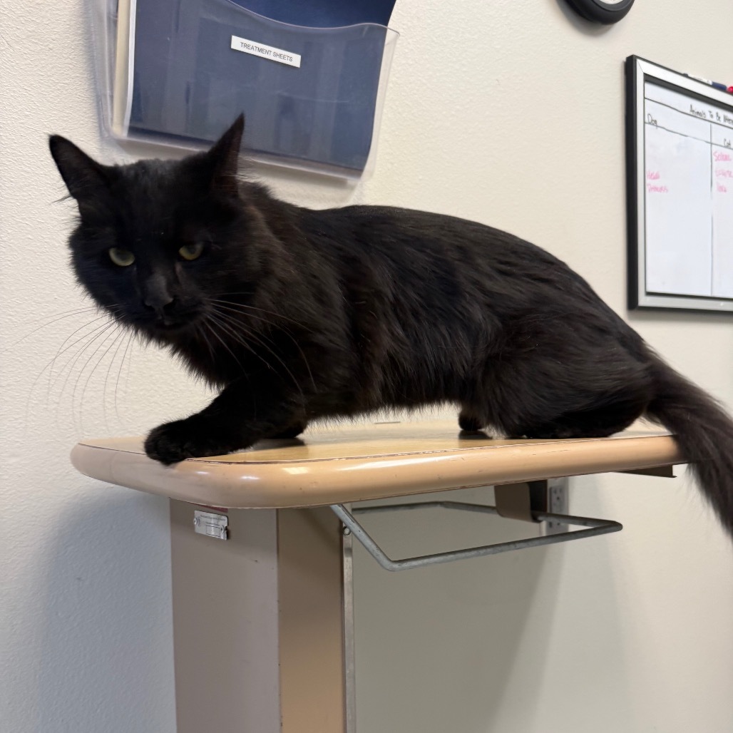 Mr. Whiskers, an adoptable Domestic Long Hair in Great Falls, MT, 59404 | Photo Image 4