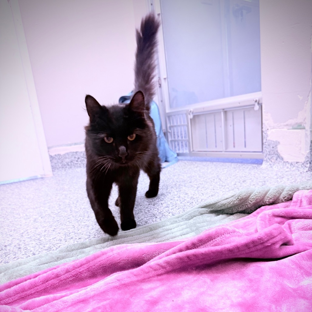 Mr. Whiskers, an adoptable Domestic Long Hair in Great Falls, MT, 59404 | Photo Image 5