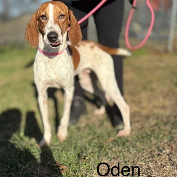 Oden