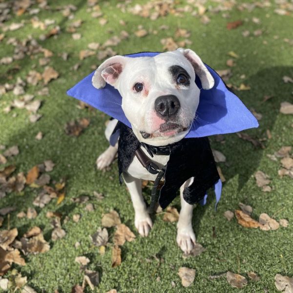 Nacho Libre thumbnail 4