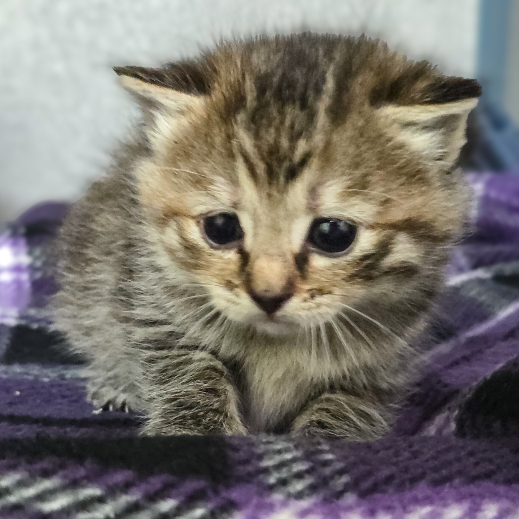 Sugar (Yellow Collar)