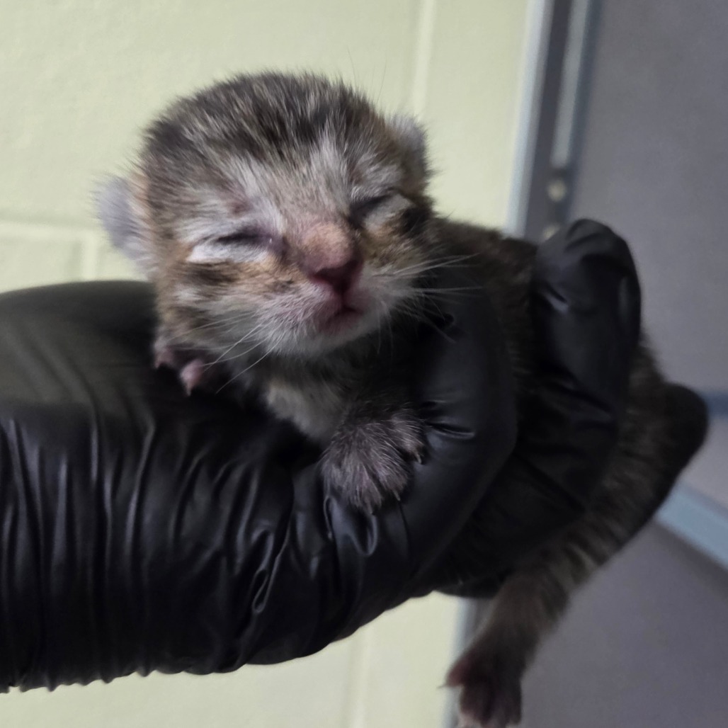 Sugar (Yellow Collar)