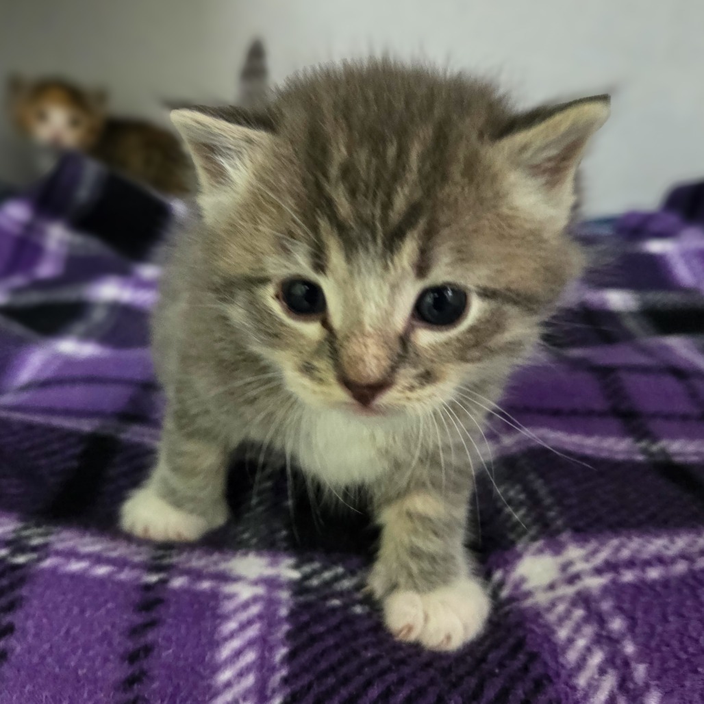 Muffin (Green Collar)