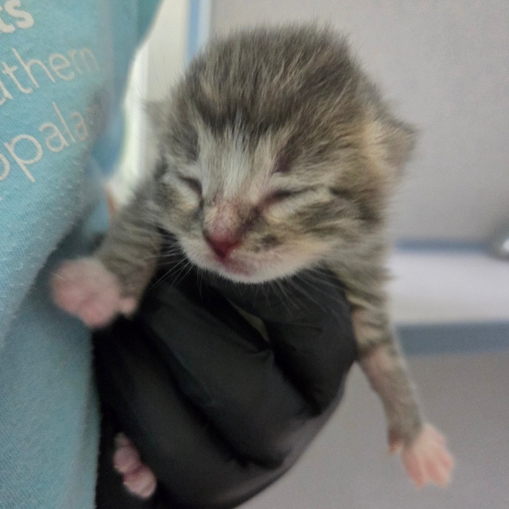 Muffin (Green Collar)