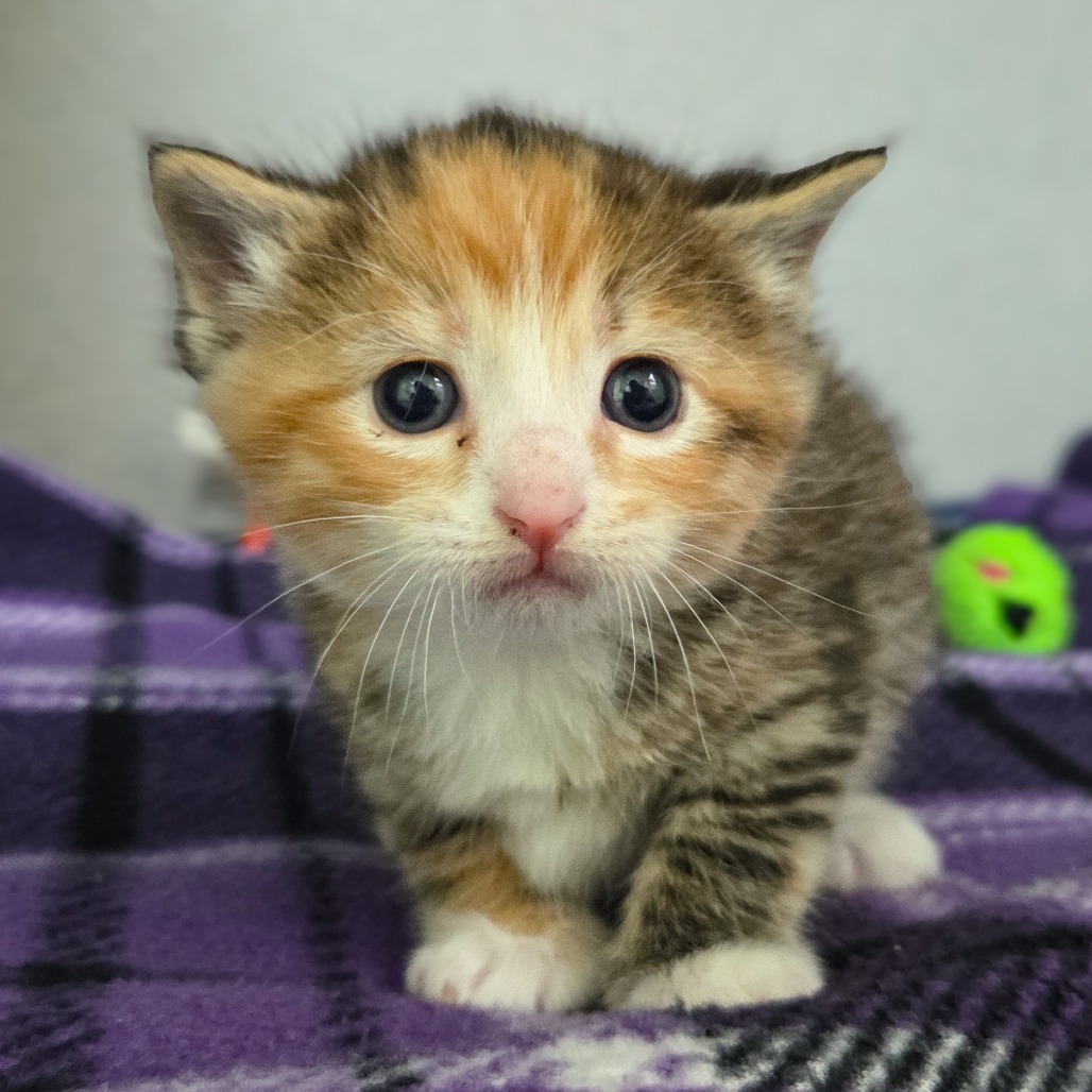 Sprinkle (Pink Collar)