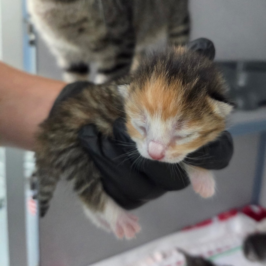 Sprinkle (Pink Collar)