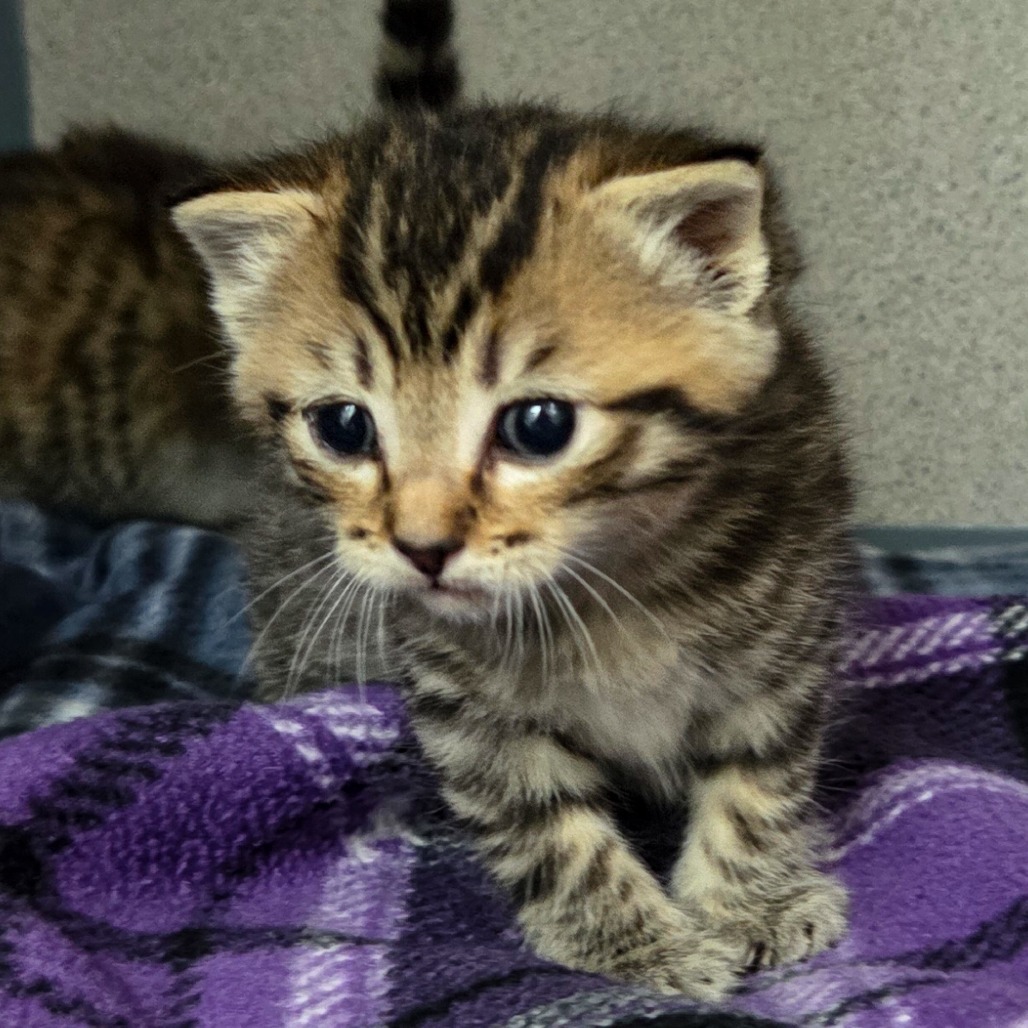 Brownie (Blue Collar)