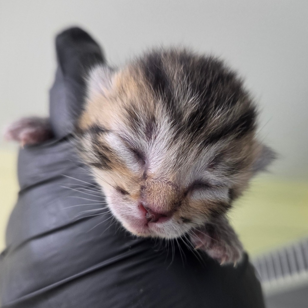 Brownie (Blue Collar)