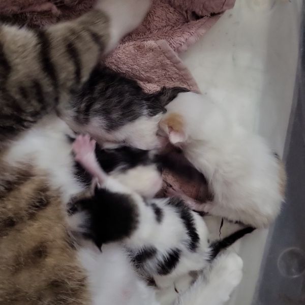 Ron Weasley thumbnail 2