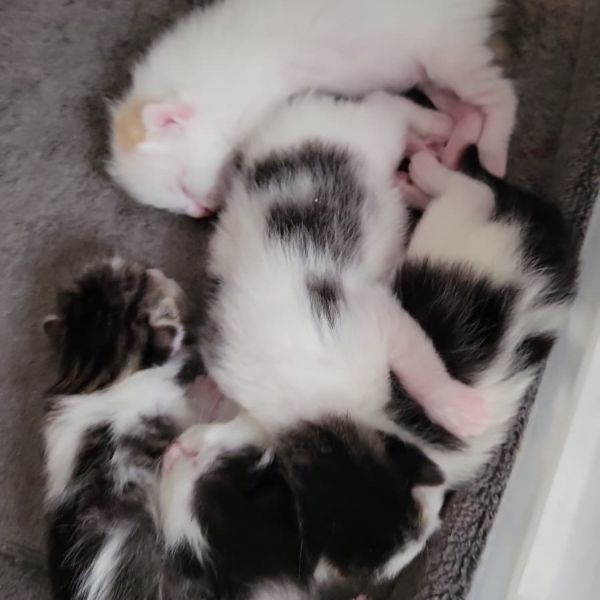 Ron Weasley thumbnail 3