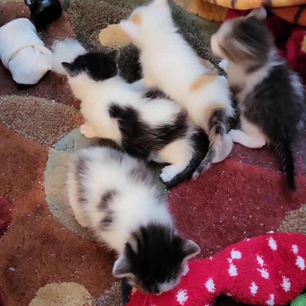 Ron Weasley thumbnail 4