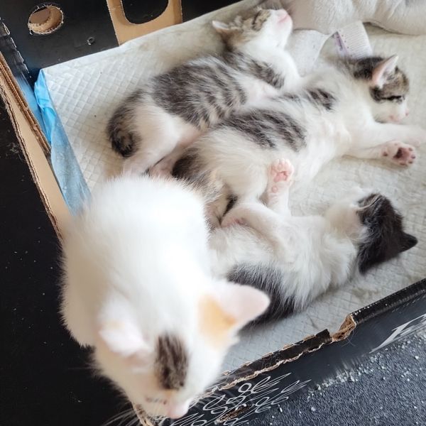 Ron Weasley thumbnail 6