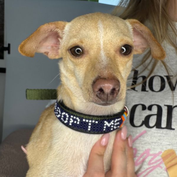 Tiny Tim thumbnail 4